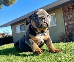 English Bulldog Puppy for sale in TUCSON, AZ, USA