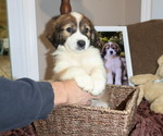 Puppy 3 Aussie Pyrenees