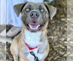 Small #8 Black Mouth Cur-Labrador Retriever Mix