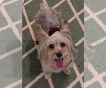 Small #2 Silky Terrier