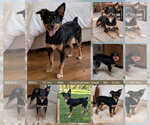 BENJI - Male Australian Shepherd-Unknown Mix Dog for Adoption - Small photo