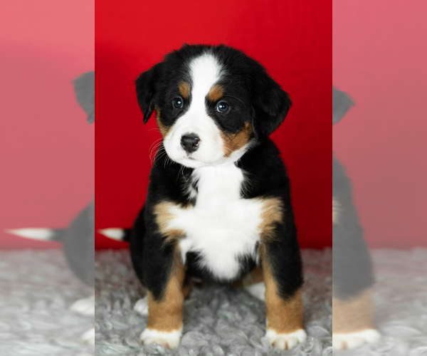 Medium Photo #30 Bernese Mountain Dog Puppy For Sale in MILLERSBURG, IN, USA