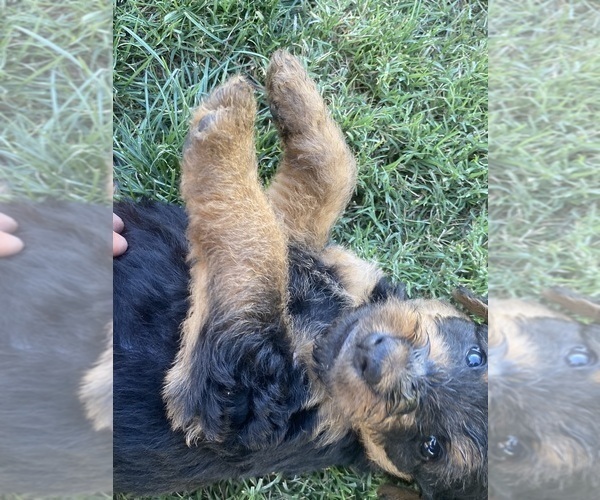 Medium Photo #9 Airedale Terrier Puppy For Sale in SIERRA VISTA, AZ, USA