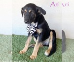 Small #3 Huskies -Rottweiler Mix