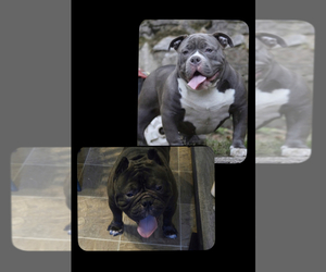 Father of the American Bully puppies born on 11/15/2022