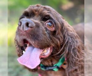Cocker Spaniel Dogs for adoption in Arlington, VA, USA