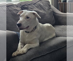Bull Terrier-Unknown Mix Dogs for adoption in Brooklyn Center, MN, USA