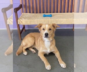 Golden Labrador Dogs for adoption in Genesee, WI, USA