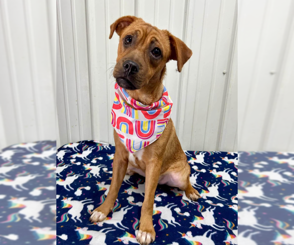 Medium Photo #1 Boxer-Mountain Cur Mix Puppy For Sale in Brooklyn Center, MN, USA