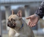 Small Photo #1 French Bulldog Puppy For Sale in HENDERSON, KY, USA