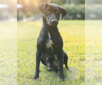 Small #6 Labrador Retriever Mix