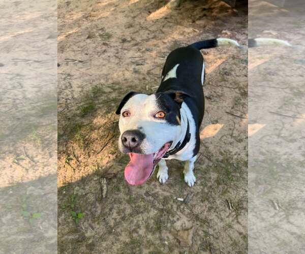 Medium Photo #3 American Staffordshire Terrier Puppy For Sale in Spring Lake, NC, USA