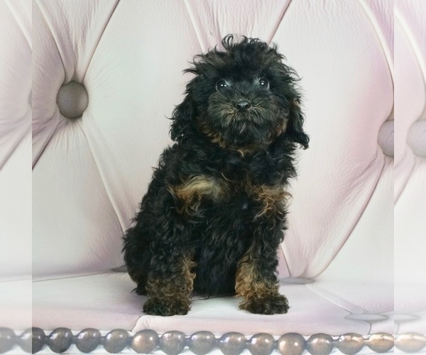 Medium Photo #2 Maltese-Poodle (Toy) Mix Puppy For Sale in WARSAW, IN, USA