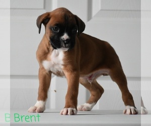 Boxer Puppy for sale in SHIPSHEWANA, IN, USA