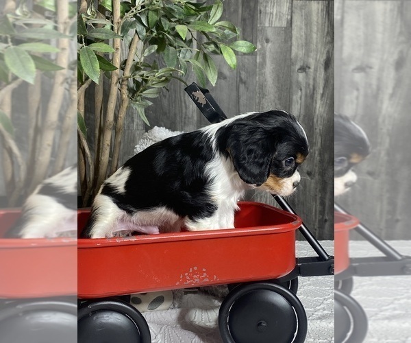Medium Photo #5 Cavalier King Charles Spaniel Puppy For Sale in CANOGA, NY, USA