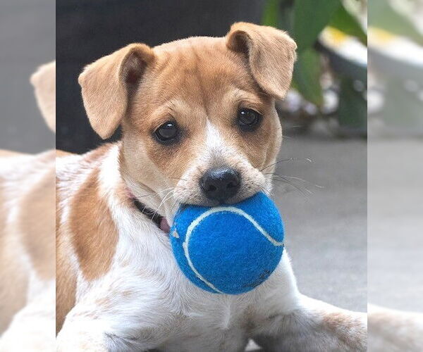 Medium Photo #2 Chihuahua-Unknown Mix Puppy For Sale in Boonton, NJ, USA