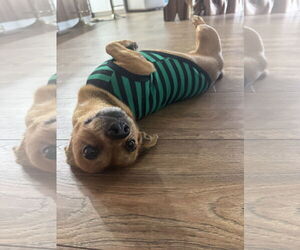COURTESY POST: Charlie - Male Chihuahua-Unknown Mix Dog for Adoption - Photo #2