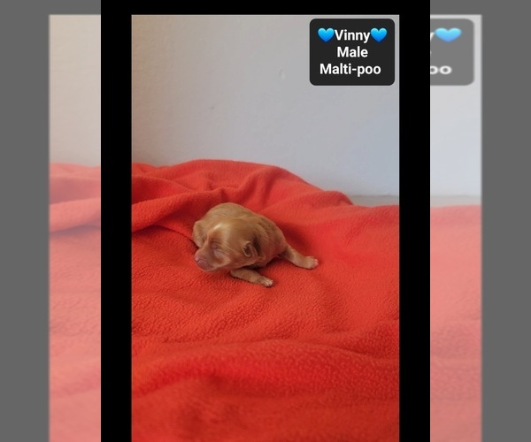 Medium Photo #2 Maltipoo (Toy) Puppy For Sale in TUCSON, AZ, USA