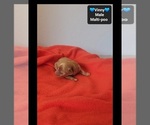 Small #1 Maltipoo (Toy)