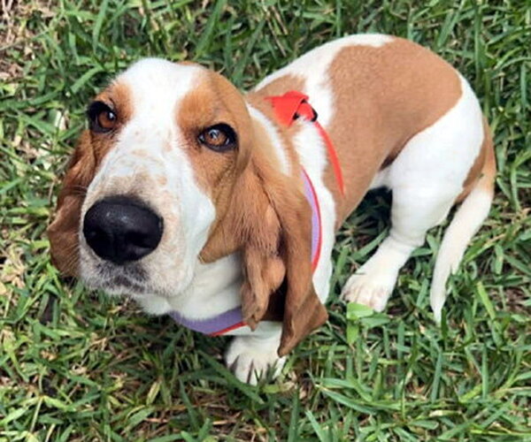 Medium Photo #1 Basset Hound Puppy For Sale in Deepwater, NJ, USA