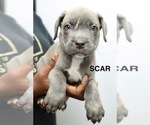 Puppy Scar Cane Corso