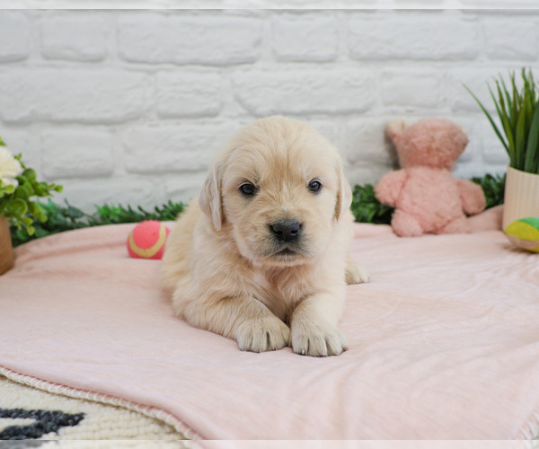 Medium Photo #11 English Cream Golden Retriever Puppy For Sale in SYRACUSE, IN, USA