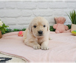 Small #10 English Cream Golden Retriever