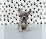 Small Photo #1 French Bulldog Puppy For Sale in WINTER GARDEN, FL, USA
