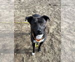 Small #15 Labrador Retriever Mix