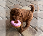 Puppy Coco 8lbs Goldendoodle (Miniature)