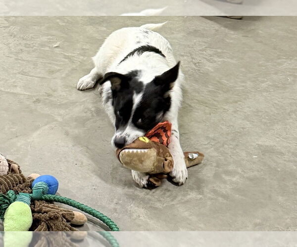 Medium Photo #2 Saint Bernard-Unknown Mix Puppy For Sale in Elmsford, NY, USA