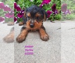 Puppy 2 Yorkshire Terrier