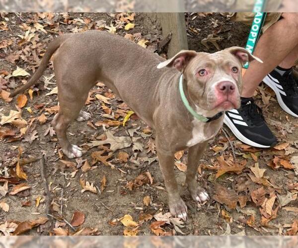 Medium Photo #1 American Pit Bull Terrier-Unknown Mix Puppy For Sale in Millersville, MD, USA