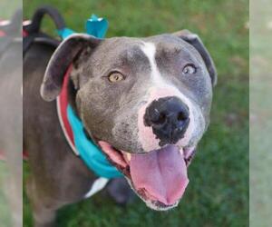 American Staffordshire Terrier-Unknown Mix Dogs for adoption in San Antonio, TX, USA
