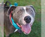 Small American Staffordshire Terrier Mix