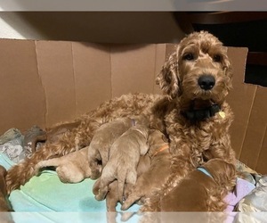 Mother of the Goldendoodle puppies born on 04/23/2022