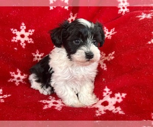 Poodle (Miniature)-Schnoodle (Miniature) Mix Puppy for sale in Lexington, NC, USA