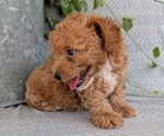 Small Photo #30 Poodle (Toy) Puppy For Sale in GOSHEN, IN, USA