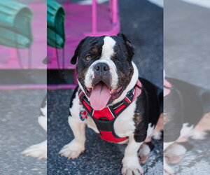 Bulldog Dogs for adoption in St. Louis Park, MN, USA