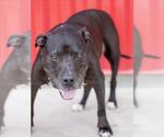 Small #3 American Pit Bull Terrier