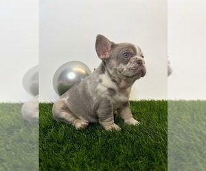 French Bulldog Puppy for sale in LEWISVILLE, TX, USA