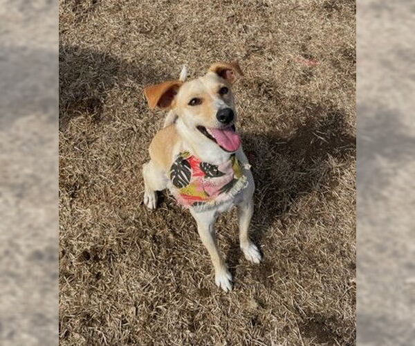 Medium Photo #1 Unknown-Whippet Mix Puppy For Sale in Chico, CA, USA