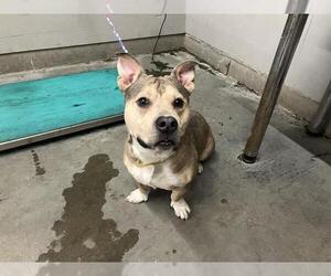 American Pit Bull Terrier-Cardigan Welsh Corgi Mix Dogs for adoption in Camarillo, CA, USA