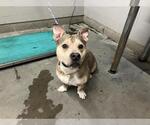 Small American Pit Bull Terrier-Cardigan Welsh Corgi Mix