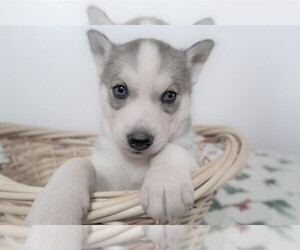 Siberian Husky Puppy for sale in SOUTH BEND, IN, USA
