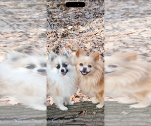 Father of the Pomeranian puppies born on 05/16/2025