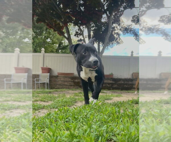 Medium Photo #22 Mutt Puppy For Sale in Wenonah, NJ, USA