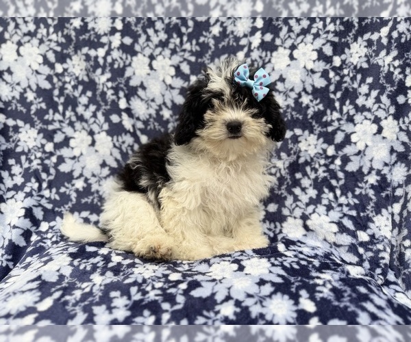 Medium Photo #8 Shih-Poo Puppy For Sale in LAKELAND, FL, USA