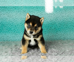 Small Photo #10 Shiba Inu Puppy For Sale in MILLERSBURG, IN, USA