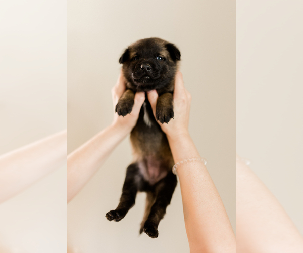 Medium Photo #13 Belgian Malinois Puppy For Sale in LYNCHBURG, VA, USA